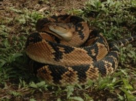 Lachesis
