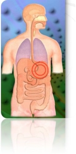 gastro 1